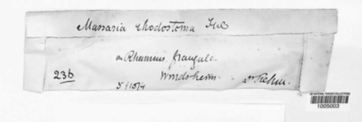 Karstenula rhodostoma image